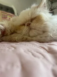 Persan peke face