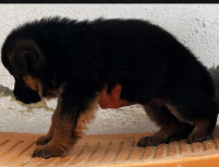 chien-berger-allemand-akbou-bejaia-algerie