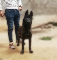 Malinois 