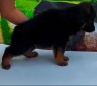 Berger allemand 