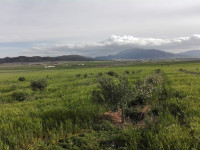 terrain-agricole-vente-tebessa-bekkaria-algerie