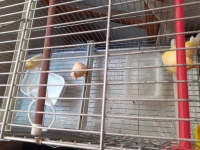 Canari plusieurs modèles 