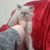 Himalaya bleu point piky face 
