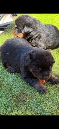 Vente des chiens de race