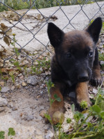 chien-chiots-malinois-charbone-femelle-iflissen-tizi-ouzou-algerie