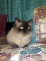 chat-male-persan-14mois-bonne-sante-alger-centre-algerie