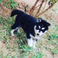 chien-husky-siberien-pure-raceهاسكي-dely-brahim-alger-algerie