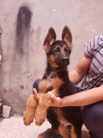 chien-berger-allemand-ain-benian-alger-algerie