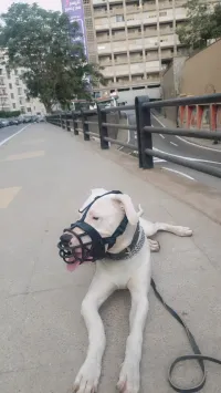 Recherche femelle pour accouplement pour Dogue Argentin