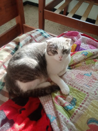 chat-couple-scottish-fold-ain-naadja-alger-algerie