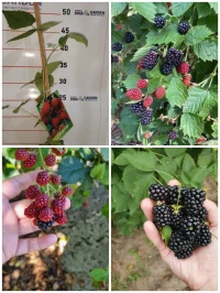 Blackberry/ 9 variété 