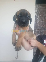 chien-cane-corso-tizi-ouzou-algerie