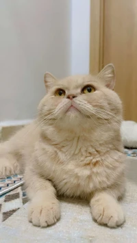 British shorthair cream pour accouplement 