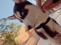 chien-husky-3-mois-race-pure-mecheria-naama-algerie