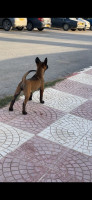 chien-malinois-charbonne-tizi-ouzou-algerie