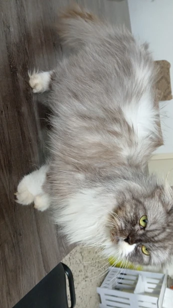 Chaton persan chinchilla