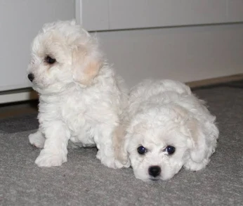 Caniche