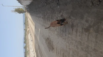 malinois classique