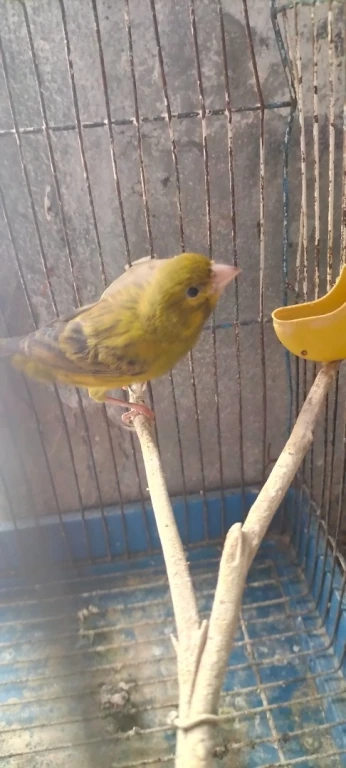 طيور البادجي و طيور الحب و الكناري