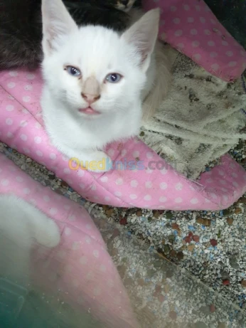 Chatons Angoras قطط أنڨورا
