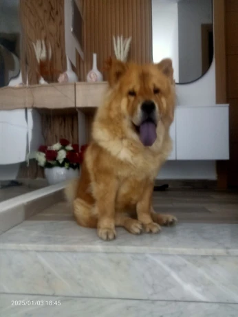 Chien chow-chow