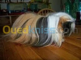 Cochon d'Inde Angora