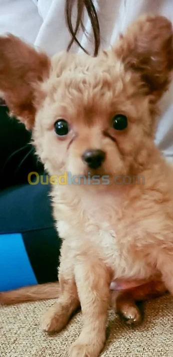 Chiwawa bébé
