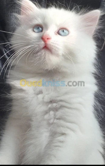 Chaton persan Blanche neige