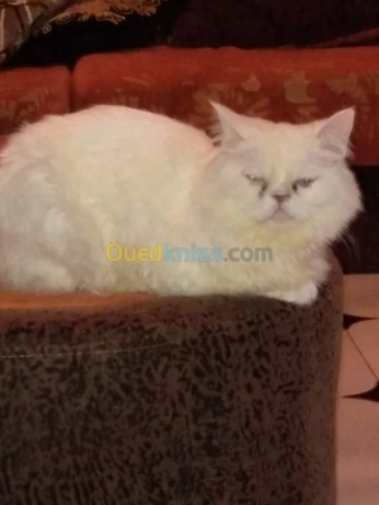 Chatte persan en vente