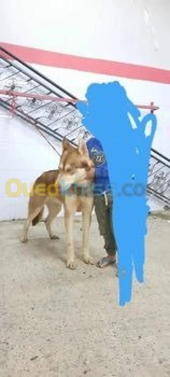 Husky Siberien