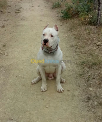 Dogue argentin