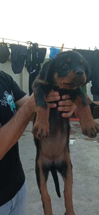 Rottweiler 