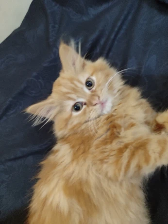 Chaton Persan