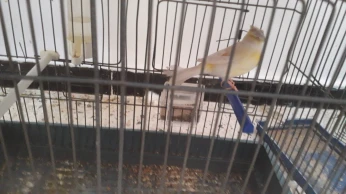 Femelle canari ipi