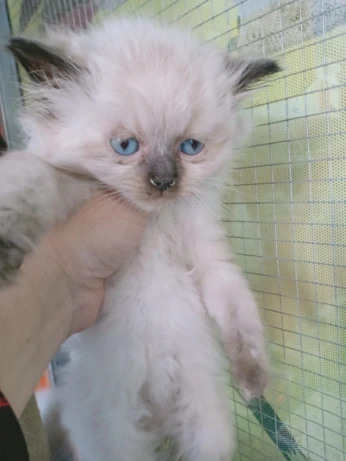 Petit chaton