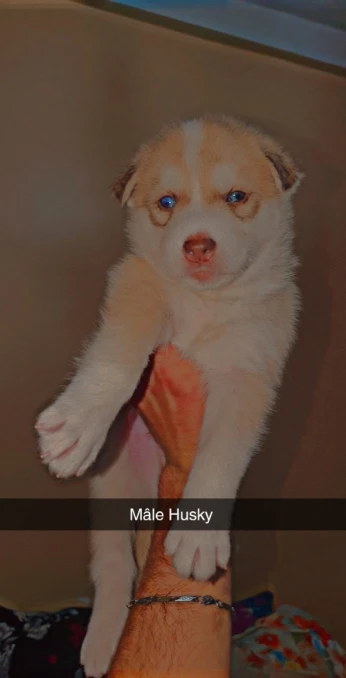 Husky chiots