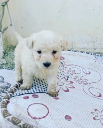 Chio caniche