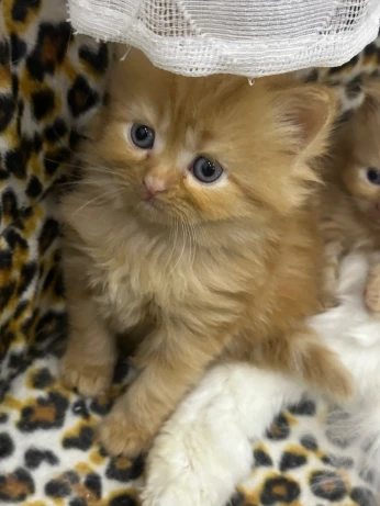 Perssan chaton