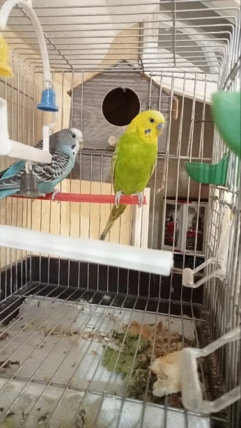 كوبلة بيريش واجدة pirich 
