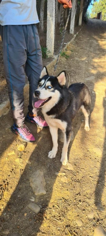 Husky sibérien