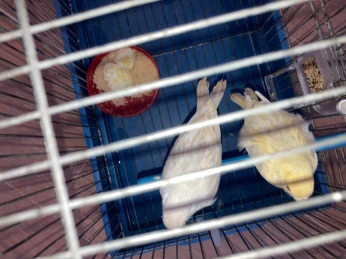 Canari satiné blanc