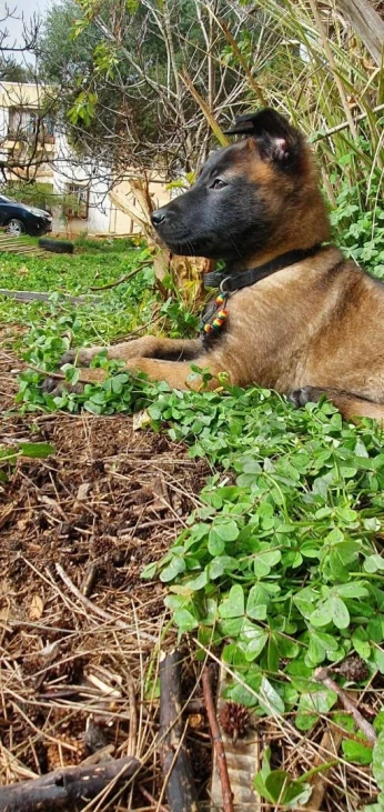 Chiots malinois charboné