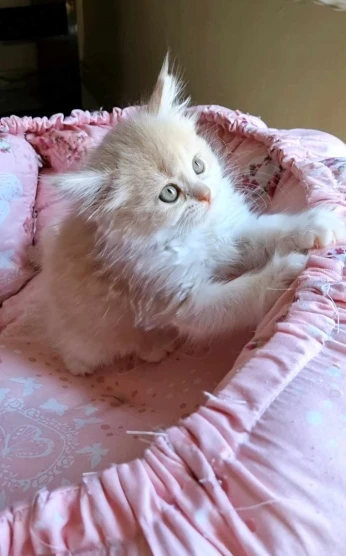 Chat Persan