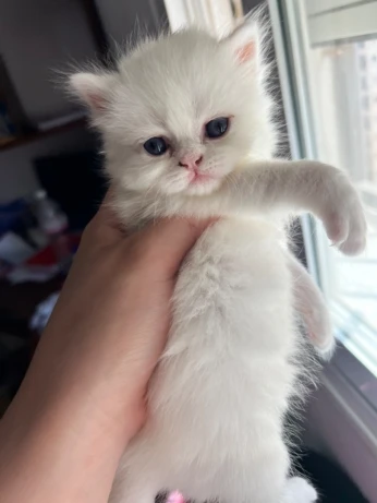 Chat person