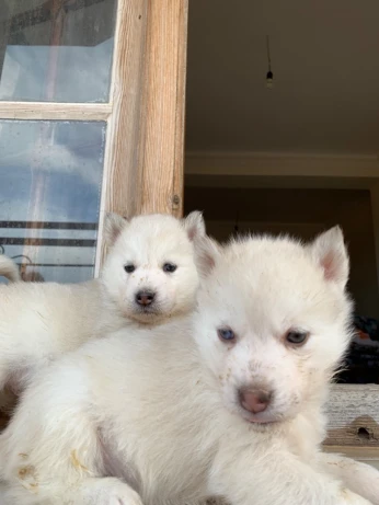 Husky sibérien