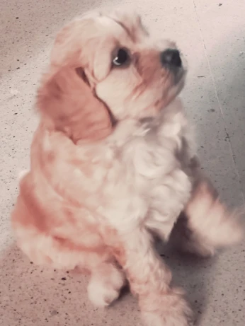 Vente caniche maltais