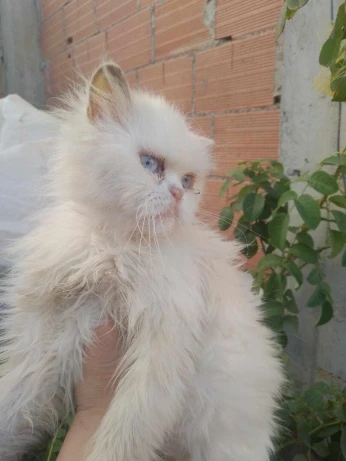 Chat persan femalle