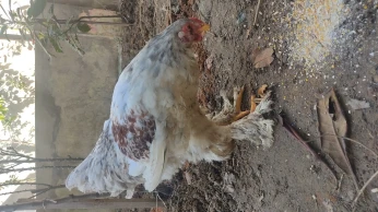 vente des oeufs brahma et coq سرادك براهما