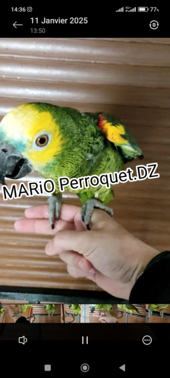 Perroquet Male Amazone front bleu