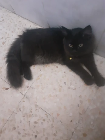 Persan Shirasi